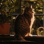 A fluffy cat sitting beside a potted plant indoors, gazing out a window, creating a tranquil and homely atmosphere.