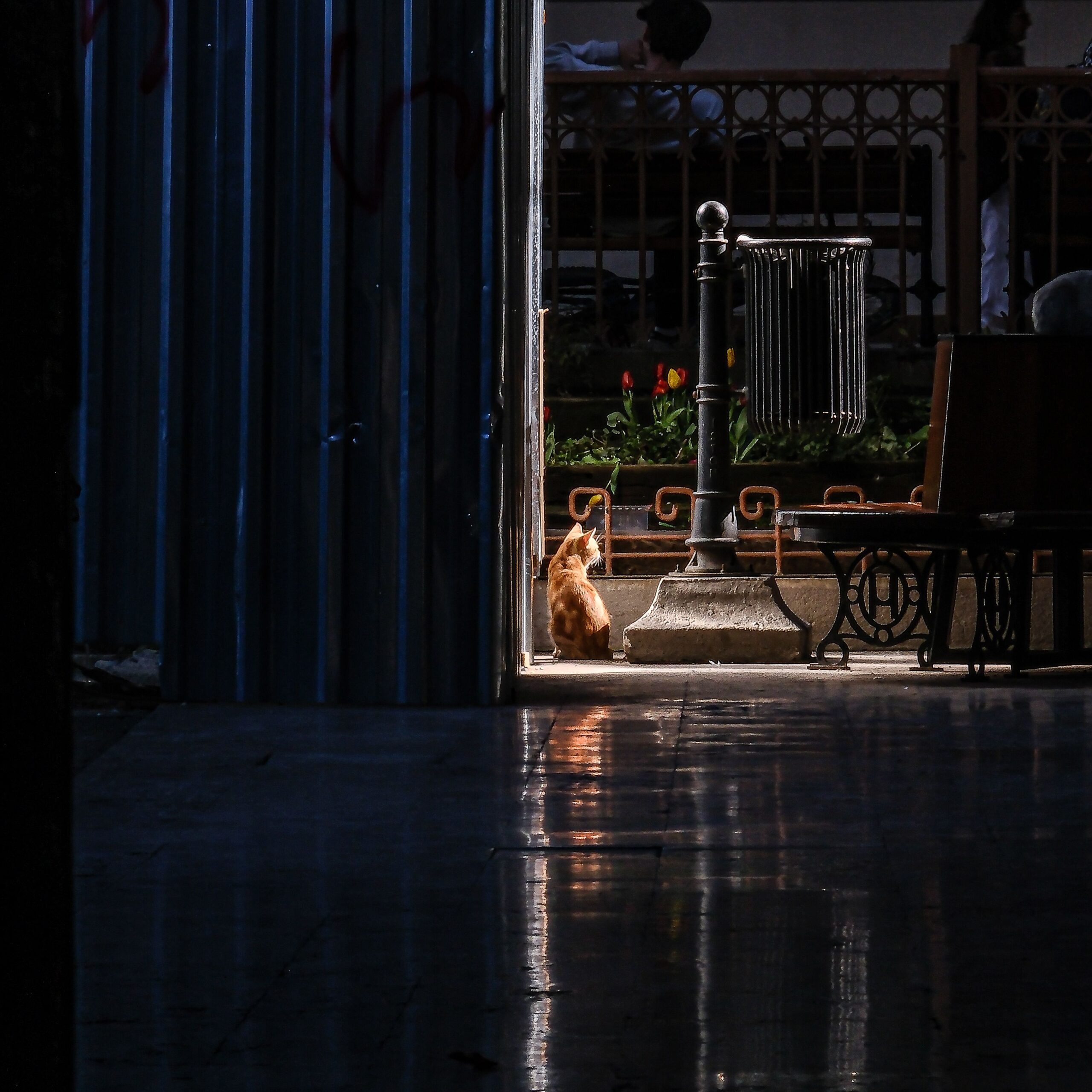 A stray ginger cat sits by a bench in an urban area, illuminated by sunlight.