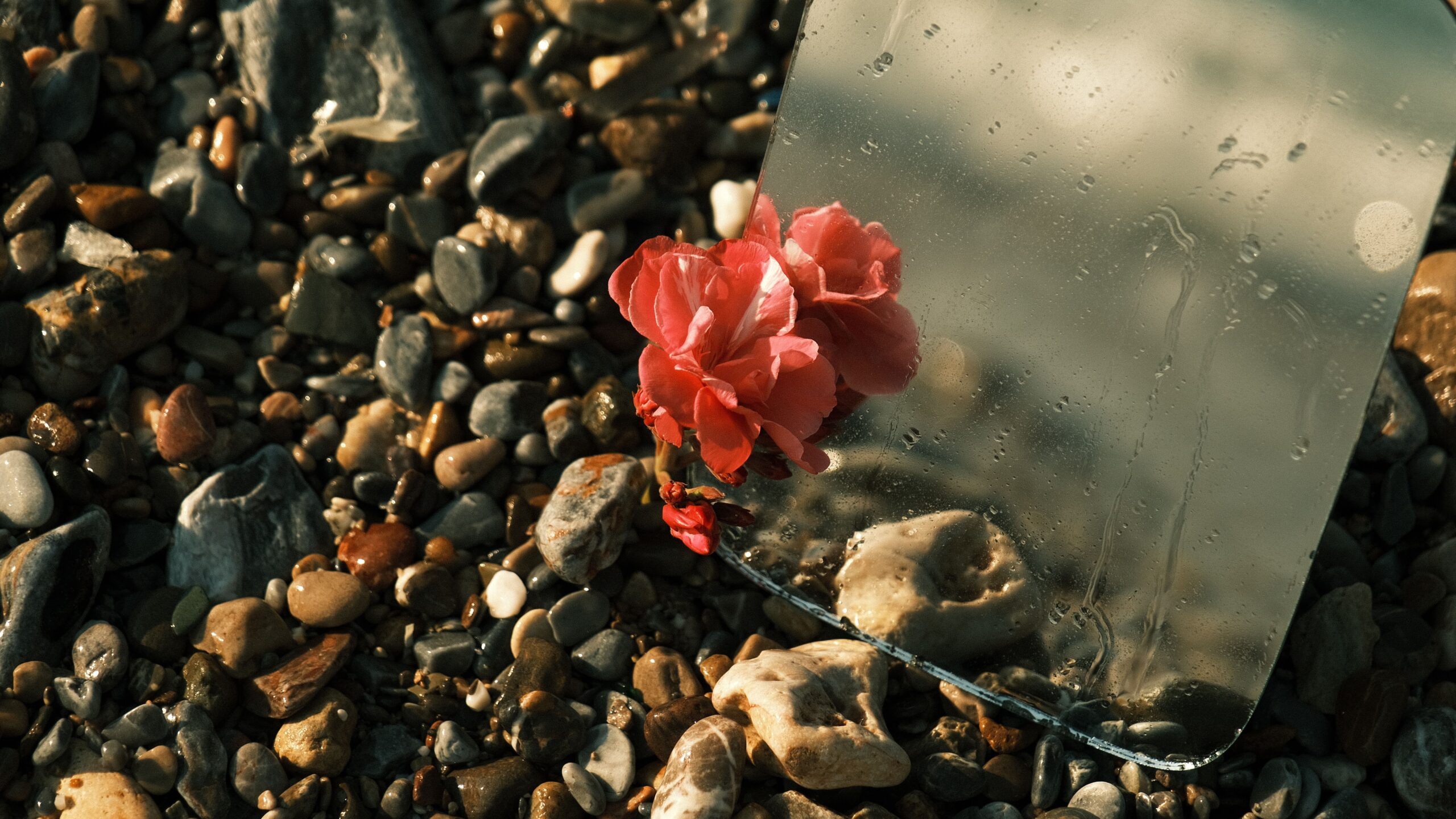 Flower shows self reflection